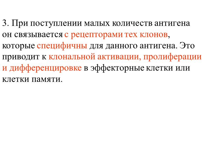 3. При поступлении малых количеств антигена он связывается с рецепторами тех клонов,  которые